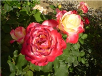 2ee39b26-Picture 2571.jpg